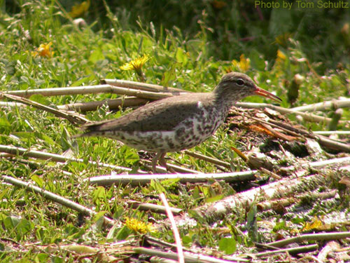 Spotted Sandpiper foraging on the ground