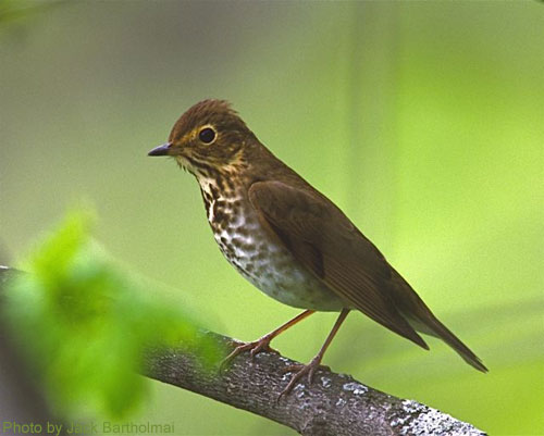 Swainson's Thrush on a branch