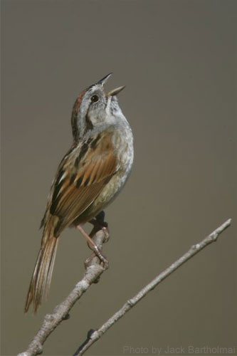 Swamp Sparrow singing atop a branch