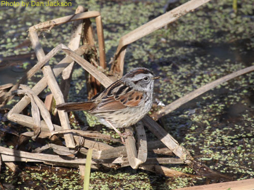 Swamp Sparrow standing on cattails at teh water line