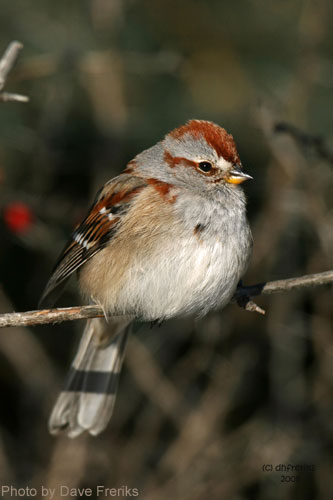 Close up of the American Treen Sparrow