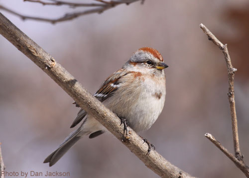 American Tree Sparrow sitting on a branch