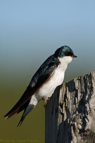 Tree swallow in profile; note tail feathers and white breast
