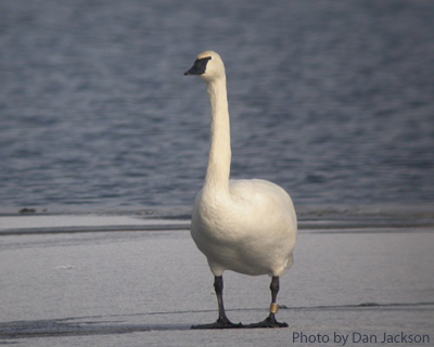 Trumpeter Swan standing on Ice
