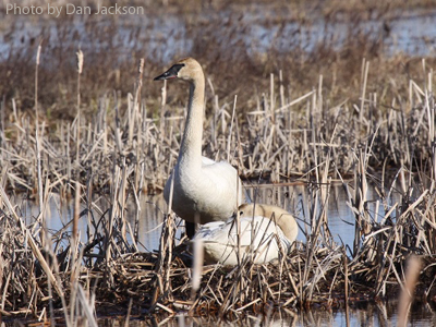 A pair of Trumpeter Swan on a nest