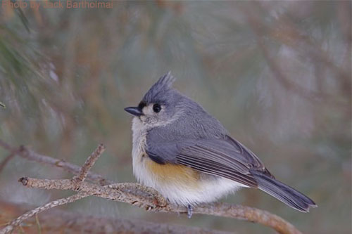 Tufted Titmouse in winter