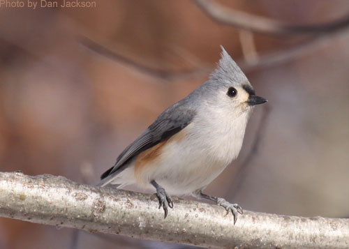 Close up of a Tufted Titmouse on a branch