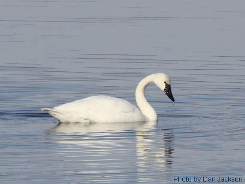 Tundra swan in a pond