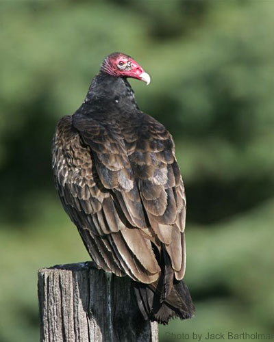 Turkey Vulture on post looking over shoulder