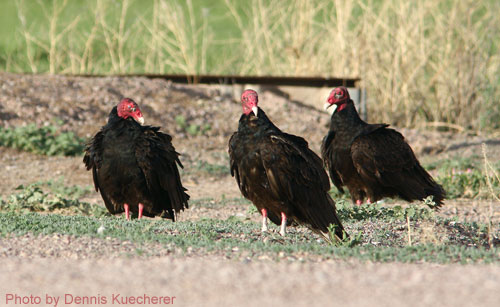 Three Turkey Vultures standing on a mowed field
