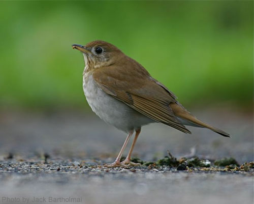 Veery on the ground, posing for the camera