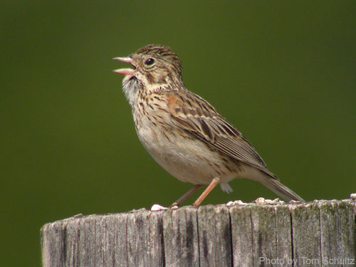 Vesper Sparrow singing on a post