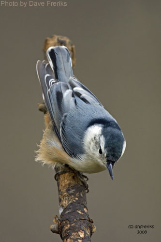 White-breasted Nuthatch heading upside-down on a branch