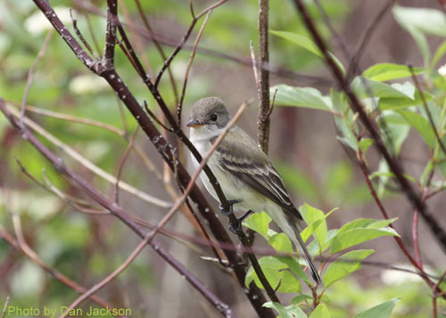 Willow Flycatcher hiding in the brush