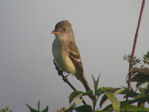 Willow Flycatcher in the tree tops