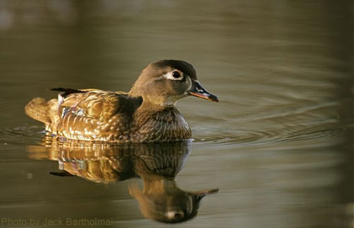 Female Wood Duck on pond