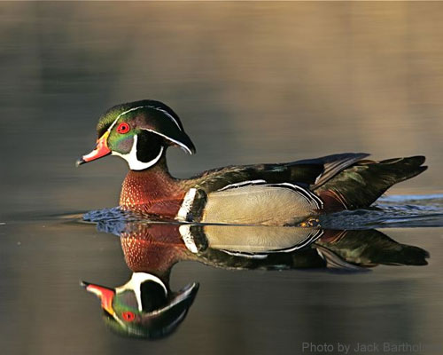 A colorful Male wood duck on a pond