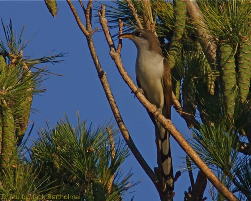 Yellow-billed Cuckoo on branch, pine cones in background