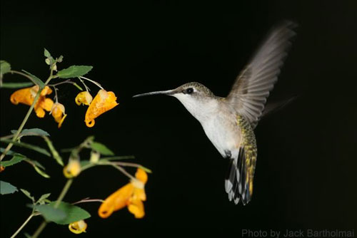 Hummingbird feeding on Jewelweed